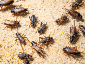 First Strike Pest Elimination – Pest Control in Atlanta, GA