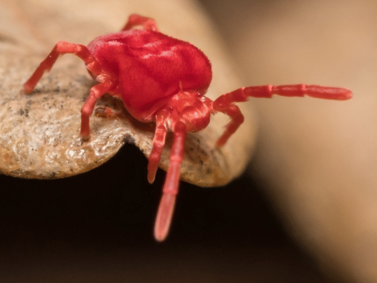 First Strike Pest Elimination – Pest Control in Atlanta, GA