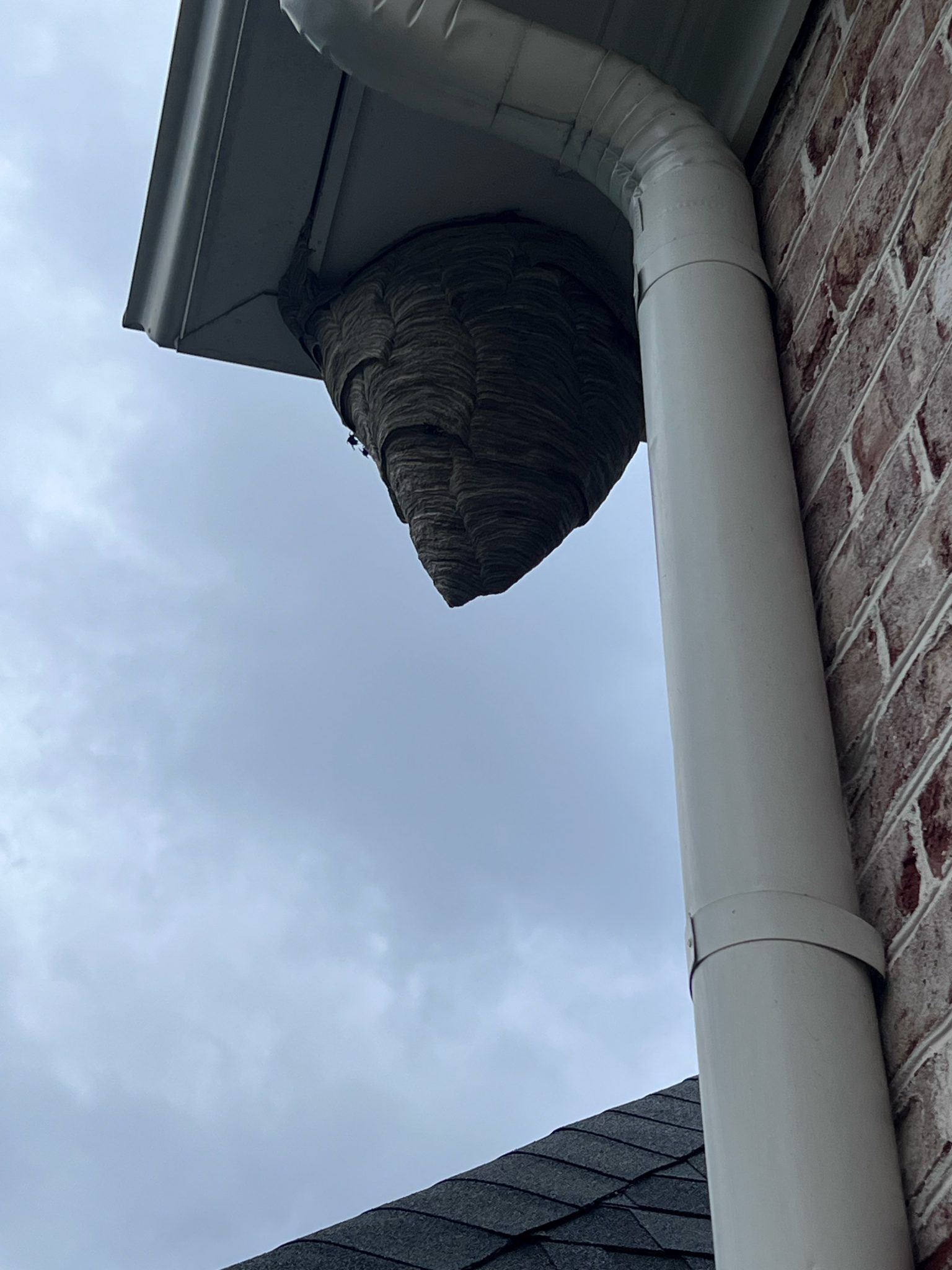Roswell, GA – First Strike Pest Elimination