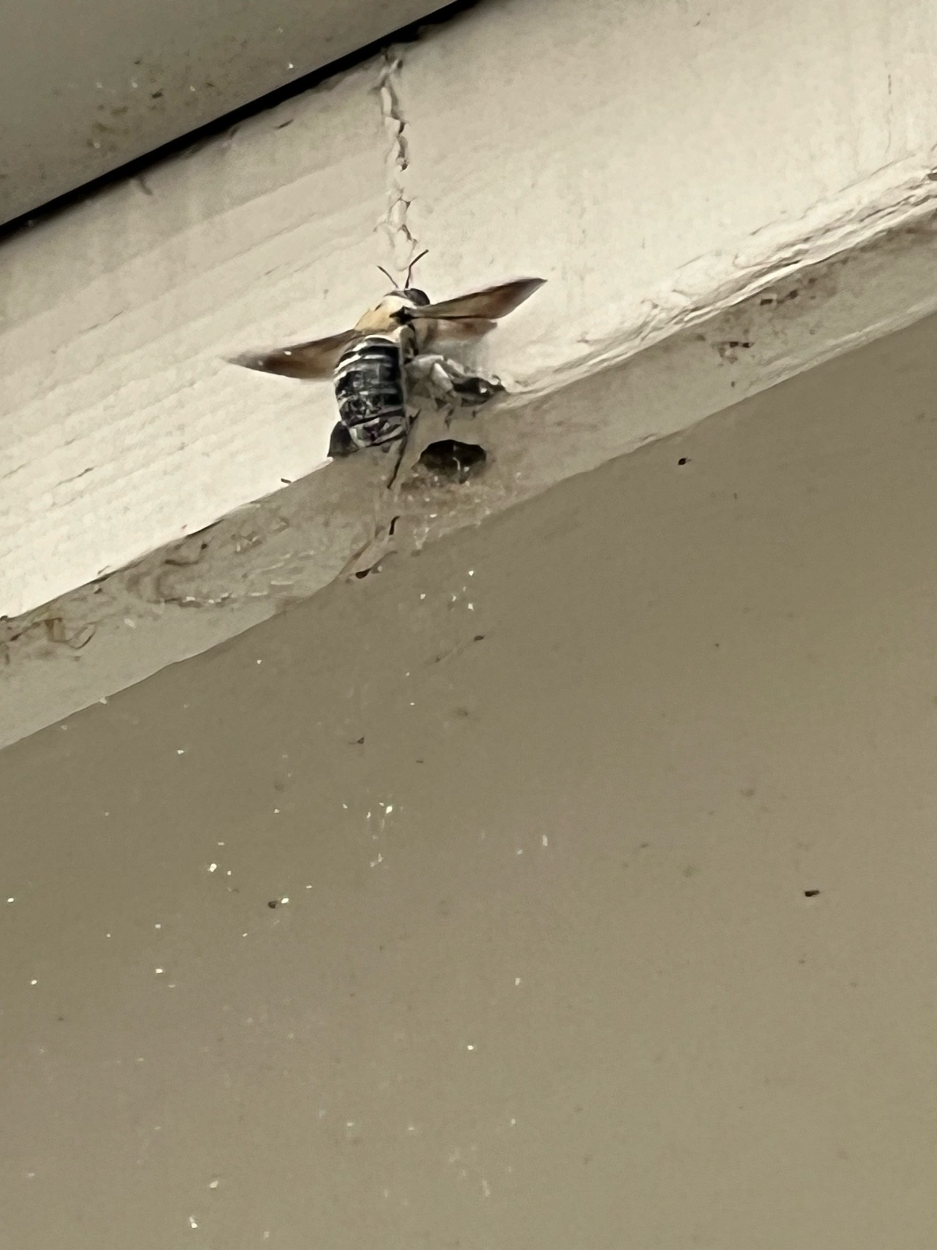 Carpenter Bees – First Strike Pest Elimination