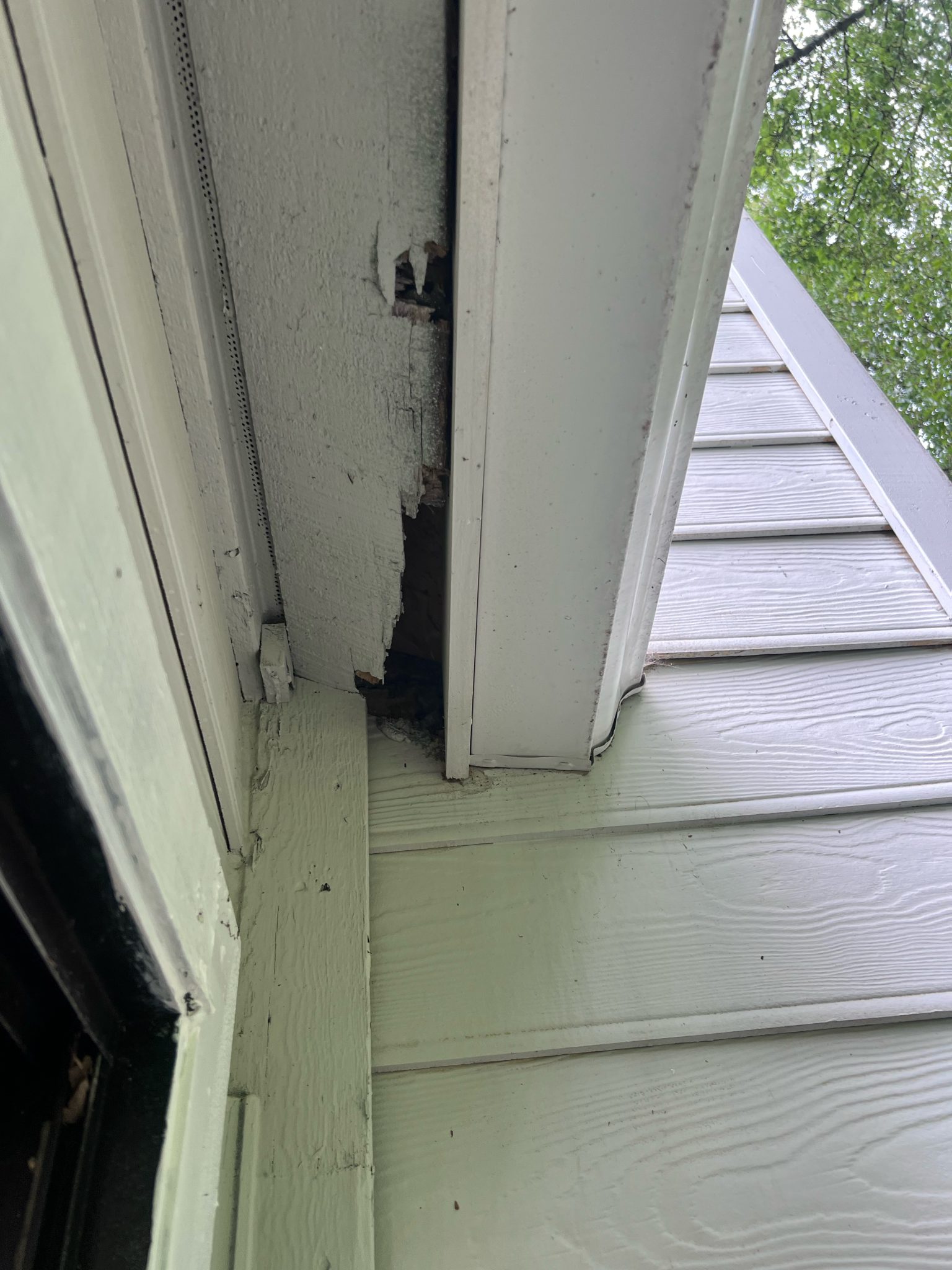 Rodents – First Strike Pest Elimination