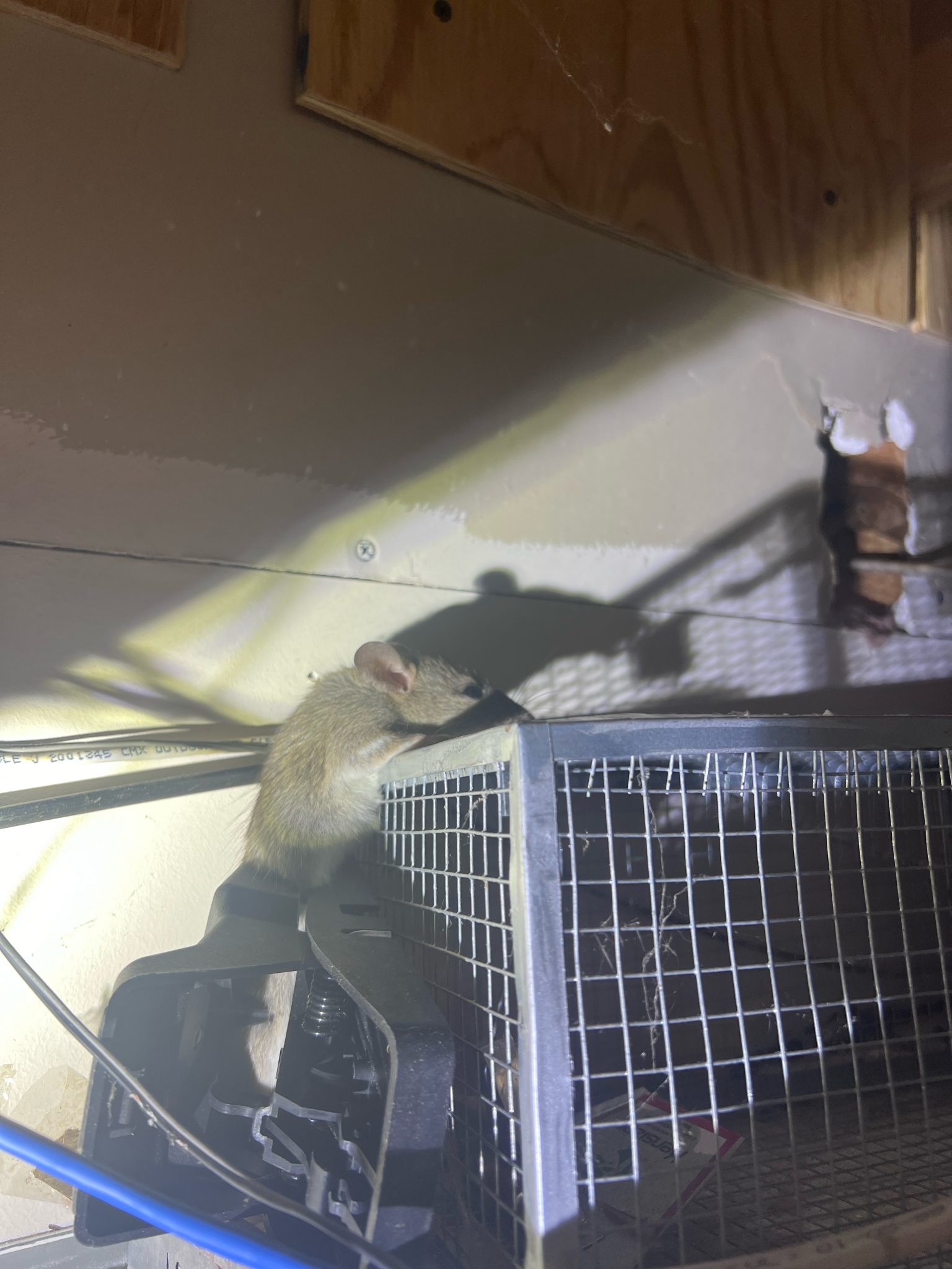 Woodstock,GA – First Strike Pest Elimination
