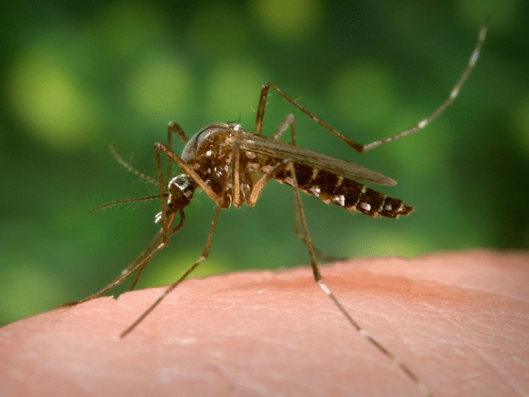 First Strike Pest Elimination – Pest Control in Atlanta, GA