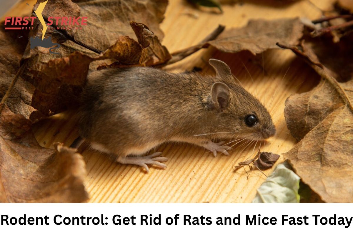 Rodent Control: Get Rid of Rats and Mice Fast Today