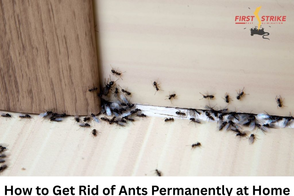 Effective Cockroach Control: Get Rid of Roaches Fast