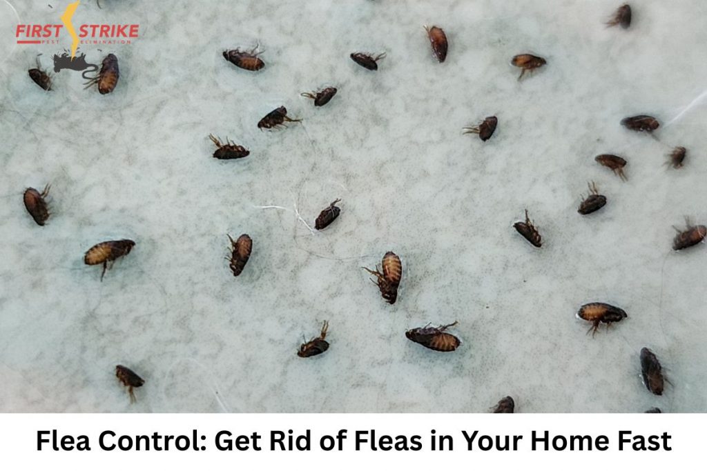 Flea Control: Get Rid of Fleas in Your Home Fast