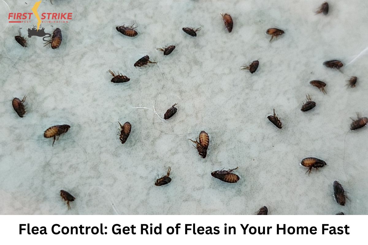 Flea Control: Get Rid of Fleas in Your Home Fast