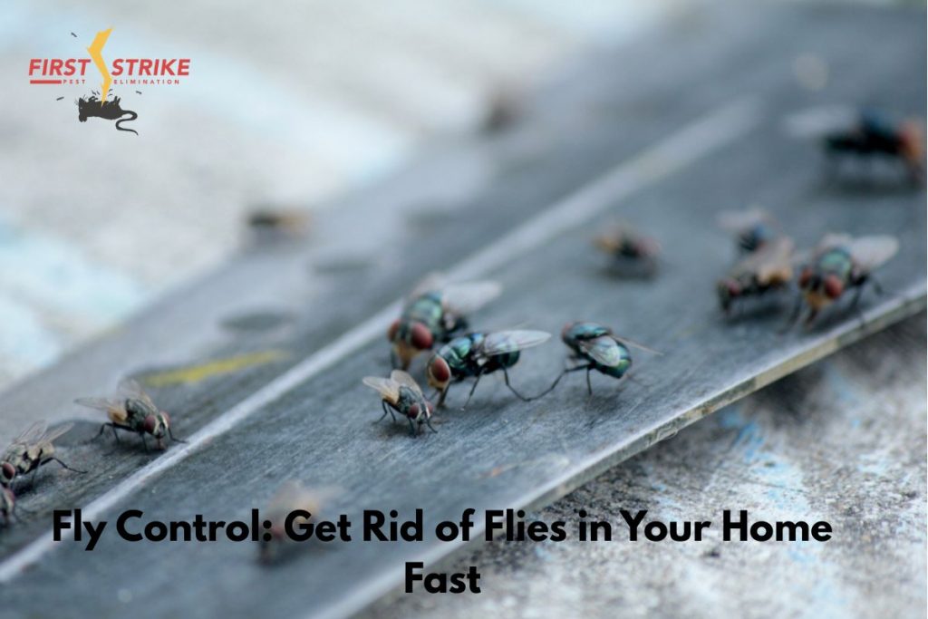 Fly Control: Get Rid of Flies in Your Home Fast