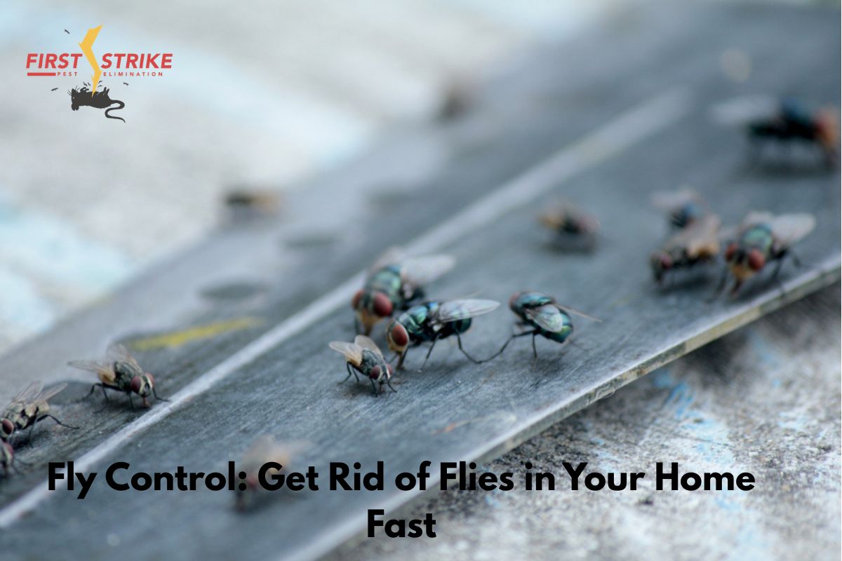 Fly Control: Get Rid of Flies in Your Home Fast