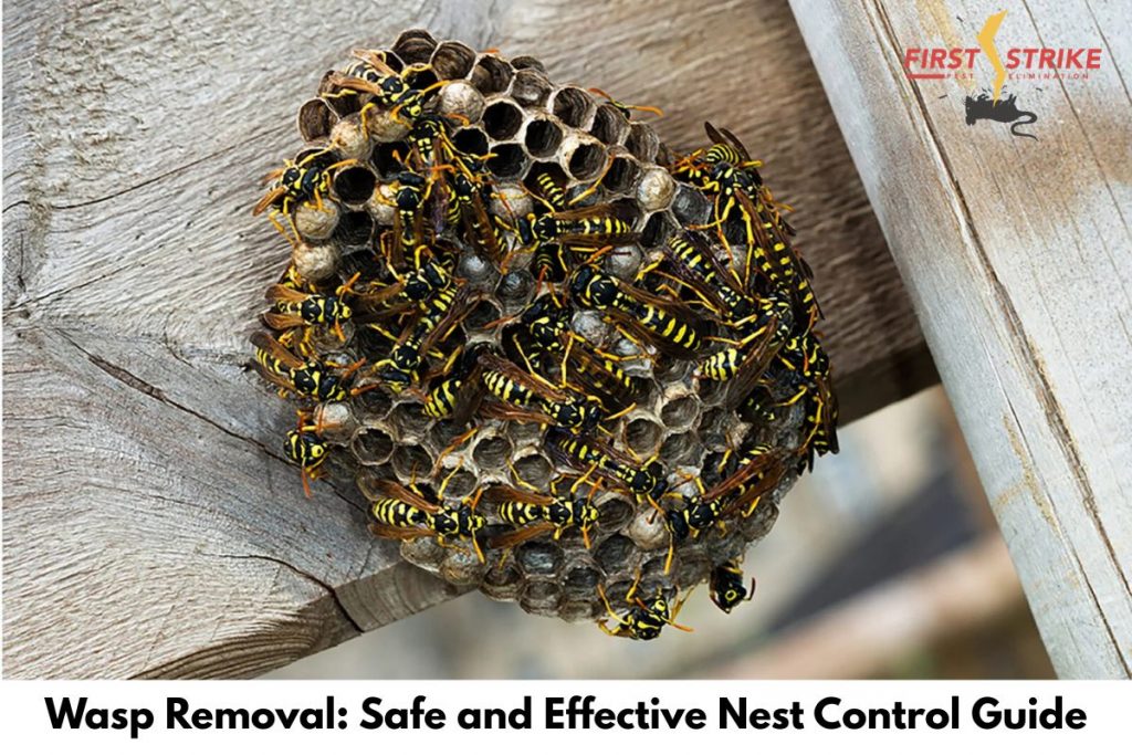 Wasp Removal: Safe and Effective Nest Control Guide
