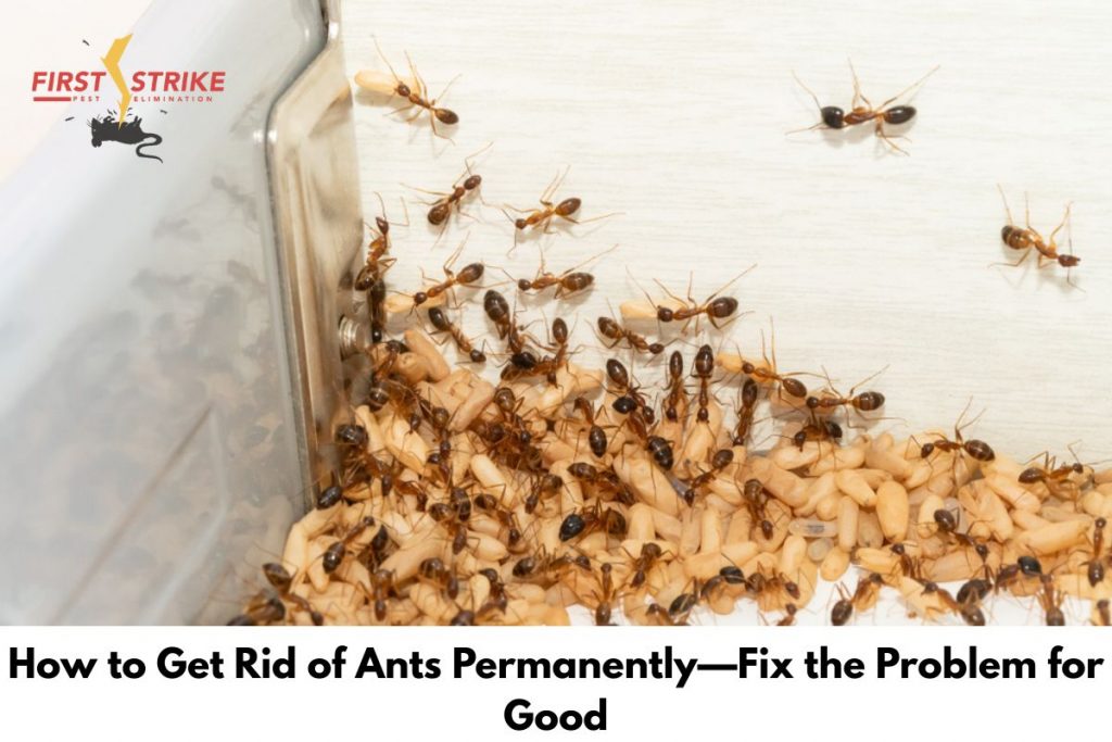 How to Get Rid of Ants Permanently—Fix the Problem for Good