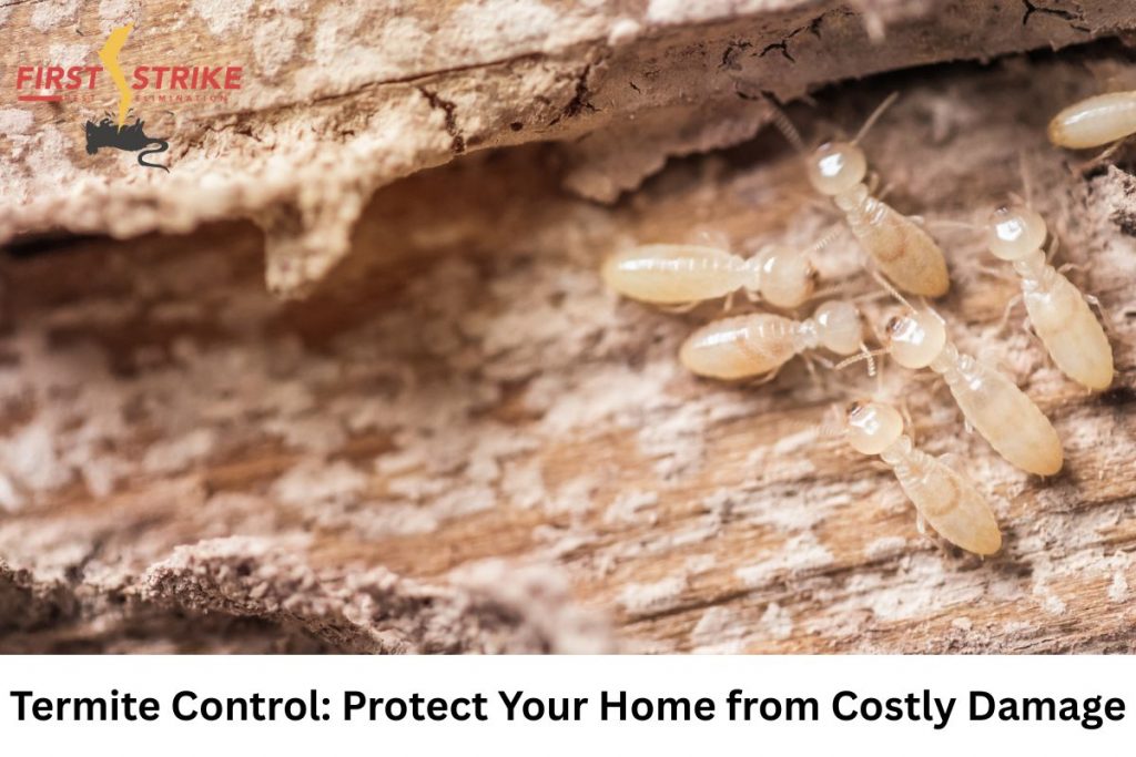 Termite Control: Protect Your Home from Costly Damage
