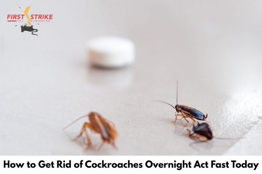 How to Get Rid of Cockroaches Overnight Act Fast Today
