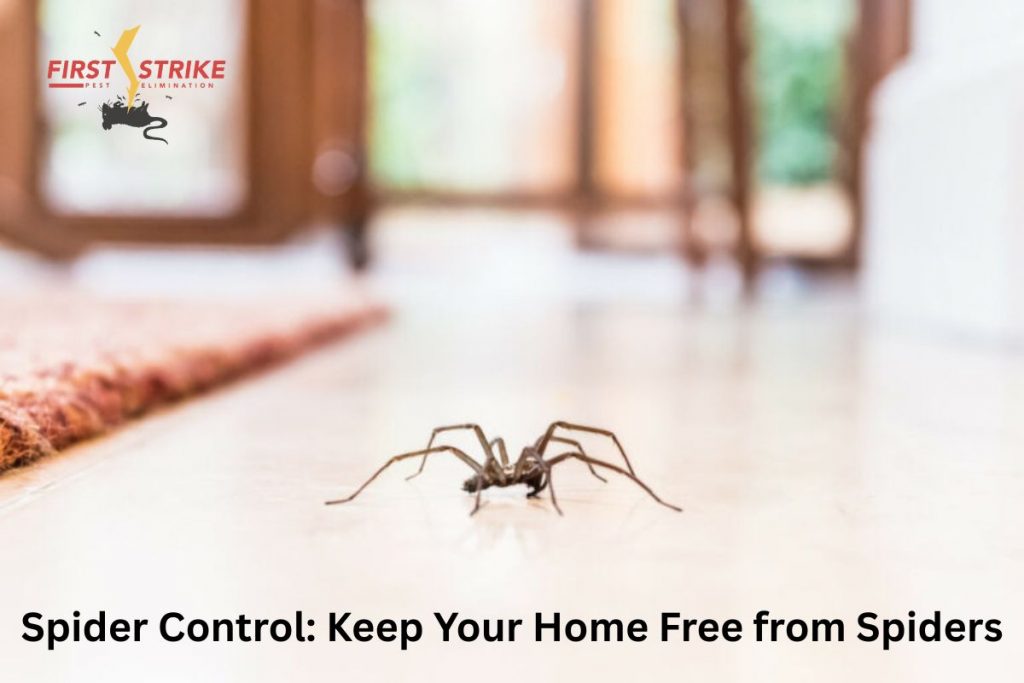 Spider Control: Keep Your Home Free from Spiders