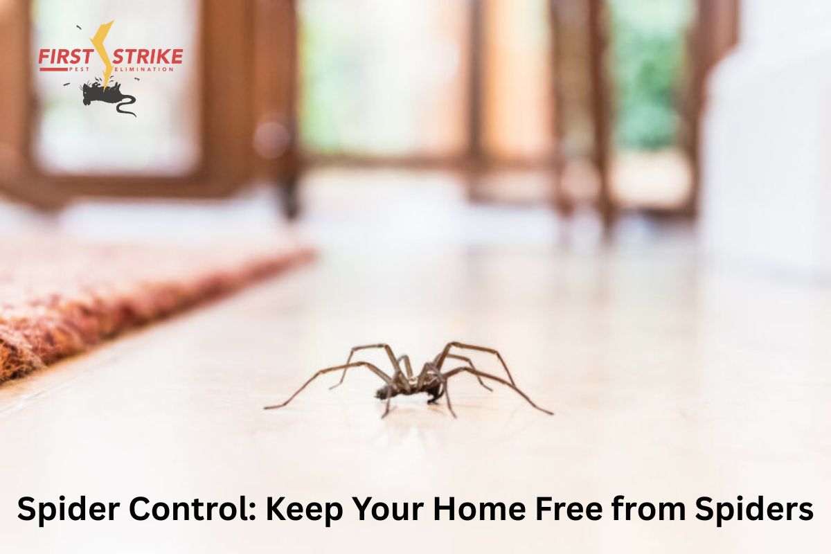 Spider Control: Keep Your Home Free from Spiders