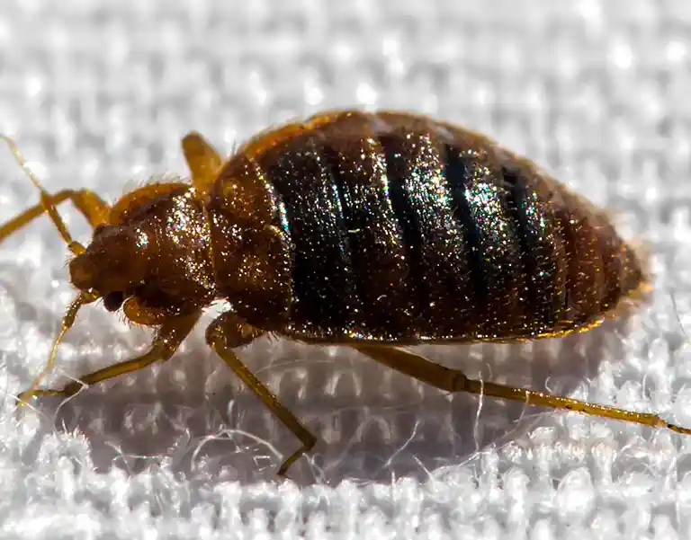 Bed Bug Control at Atlanta, GA