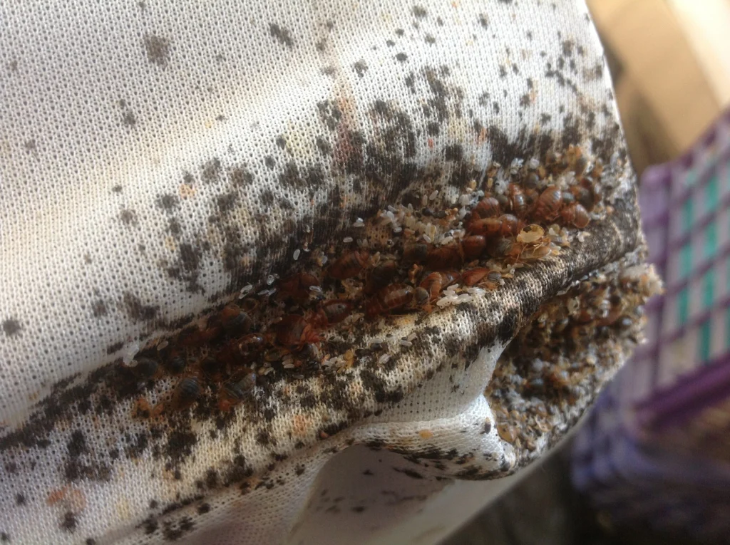 Bed Bug Infestation am