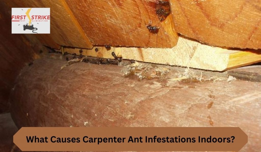Carpenter ants can turn a quiet, comfortable home into a stressful place faster than most people expect. At first, you might notice a few large black ants wandering near your kitchen or bathroom. It doesn’t seem like a big deal. However, those few ants can be a warning sign of a much larger problem hiding inside your walls. Unlike termites, carpenter ants don’t eat wood, but they do carve through it to build their nests. Over time, this can lead to serious structural damage. So, what causes carpenter ant infestations indoors? The answer is not just one thing. Instead, it’s a mix of conditions that make your home attractive and easy to invade. Moisture, food sources, hidden entry points, and neglected maintenance all play a role. The good news is that once you understand these causes, you can take smart steps to prevent or stop an infestation. Let’s break it all down in a simple, clear way. Moisture Problems Invite Carpenter Ants Inside Moisture is one of the biggest reasons carpenter ants move indoors. These ants prefer damp, soft wood because it is easier to tunnel through. If your home has water leaks, poor drainage, or high humidity, it creates the perfect environment for them to settle in. For example, leaking pipes under sinks, damp basements, or poorly ventilated bathrooms can attract carpenter ants quickly. Even small issues like condensation around windows or clogged gutters can increase moisture levels. Over time, wood in these areas becomes soft, making it easier for ants to create galleries. To reduce this risk, fix leaks as soon as possible and improve ventilation. Use exhaust fans in bathrooms and kitchens, and make sure your gutters are clean and working properly. Keeping your home dry is one of the most effective ways to prevent an infestation. Food Sources Keep Carpenter Ants Coming Back Carpenter ants may nest in wood, but they still need food to survive. Indoors, they are attracted to sweet and protein-rich foods. Crumbs on the floor, sticky counters, and unsealed food containers can quickly draw them in. In many homes, the kitchen is the main target. However, pet food, garbage bins, and even sugary drinks left out overnight can also attract ants. Once they find a reliable food source, they will keep returning and may eventually build a nest nearby. To prevent this, clean your home regularly. Wipe down surfaces, store food in airtight containers, and take out the trash often. Small habits like these make a big difference in keeping carpenter ants away. Hidden Entry Points Make Access Easy Carpenter ants are excellent at finding ways inside. Even tiny cracks or gaps can serve as entry points. Common areas include gaps around windows and doors, cracks in the foundation, and openings where utility lines enter your home. Once inside, they explore quietly and look for suitable nesting areas. Because they are active at night, you may not notice them until the infestation has grown. Sealing these entry points is essential. Use caulk to close cracks, install weather stripping, and inspect your home’s exterior regularly. By blocking their access, you make it much harder for carpenter ants to invade. Nearby Trees and Wood Structures Increase Risk Your outdoor environment can also contribute to indoor infestations. Trees, firewood, wooden fences, and decks near your home can act as starting points for carpenter ants. From there, they can easily move indoors. Branches that touch your roof or siding act like bridges, giving ants direct access to your home. Similarly, storing firewood too close to your house increases the chances of ants moving inside. To reduce this risk, trim tree branches away from your home and store firewood at least 20 feet away. Keeping a clean, well-maintained yard helps create a barrier against pests. Damaged or Decaying Wood Attracts Colonies Carpenter ants are drawn to wood that is already damaged. Rotting wood, water-damaged beams, and old structures provide the perfect nesting environment. These areas are easier to excavate, allowing ants to expand their colonies quickly. You might find this type of wood around window frames, door frames, or roof edges. If left untreated, the problem can worsen as ants continue to expand their tunnels. Regular home inspections can help you spot damaged wood early. Replace or repair any weakened areas to remove potential nesting sites. Strong, dry wood is far less attractive to carpenter ants. Warm Indoor Conditions Support Infestations Carpenter ants prefer warm environments, which makes indoor spaces ideal for them. Heated homes provide consistent temperatures, allowing colonies to thrive year-round. During colder months, ants often move indoors to escape harsh weather. Once inside, they may establish satellite colonies in walls, ceilings, or hidden voids. Maintaining a balanced indoor climate can help reduce this risk. While you cannot eliminate warmth entirely, combining temperature control with moisture reduction makes your home less inviting. Satellite Colonies Spread the Problem One of the most challenging aspects of carpenter ants is their ability to create multiple colonies. A main colony may exist outside, while satellite colonies develop indoors. These smaller colonies do not require as much moisture, which makes them harder to detect. You might see ants in different areas of your home, even if the main nest is outside. Because of this, simply killing visible ants is not enough. A complete solution requires locating and eliminating all colonies. Professional pest control services can help identify and treat both primary and satellite nests effectively. Poor Maintenance and Delayed Action Worsen Infestations Ignoring early warning signs can make a small issue turn into a major infestation. Carpenter ants often leave clues such as sawdust-like material (frass), rustling sounds inside walls, or discarded wings. When these signs are overlooked, colonies have more time to grow and spread. Delayed action often leads to higher repair costs and more extensive damage. Regular maintenance and quick response are key. The sooner you address the problem, the easier it is to control. Staying proactive protects both your home and your peace of mind. Final Thoughts: Carpenter ant infestations do not happen overnight. They develop because certain conditions make your home attractive and accessible. Moisture, food, entry points, and damaged wood all play a role. By addressing these factors, you can significantly reduce the risk of an infestation. If you already notice signs of carpenter ants, it is important to act quickly. While DIY methods may offer temporary relief, professional treatment ensures complete removal and long-term protection. Don’t wait until the damage becomes serious—take action today and keep your home safe. FAQs  What is the main cause of carpenter ants indoors? Moisture-damaged wood is the primary cause. It provides an ideal environment for nesting and expansion. Are carpenter ants dangerous to homes? Yes, they can cause structural damage by tunneling through wood over time. How do carpenter ants get inside? They enter through cracks, gaps, and openings around windows, doors, and foundations. Do carpenter ants eat wood like termites? No, they do not eat wood. Instead, they carve it to create nests. Can I get rid of carpenter ants myself? You can reduce activity, but complete removal often requires professional treatment. What time of year are carpenter ants most active? They are most active in spring and summer but can remain active indoors year-round. How can I prevent carpenter ants permanently? Fix moisture issues, seal entry points, and keep your home clean and well-maintained.
