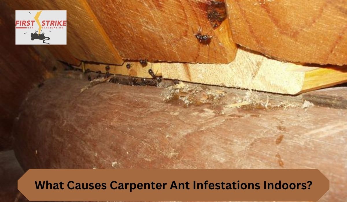 Carpenter ants can turn a quiet, comfortable home into a stressful place faster than most people expect. At first, you might notice a few large black ants wandering near your kitchen or bathroom. It doesn’t seem like a big deal. However, those few ants can be a warning sign of a much larger problem hiding inside your walls. Unlike termites, carpenter ants don’t eat wood, but they do carve through it to build their nests. Over time, this can lead to serious structural damage. So, what causes carpenter ant infestations indoors? The answer is not just one thing. Instead, it’s a mix of conditions that make your home attractive and easy to invade. Moisture, food sources, hidden entry points, and neglected maintenance all play a role. The good news is that once you understand these causes, you can take smart steps to prevent or stop an infestation. Let’s break it all down in a simple, clear way. Moisture Problems Invite Carpenter Ants Inside Moisture is one of the biggest reasons carpenter ants move indoors. These ants prefer damp, soft wood because it is easier to tunnel through. If your home has water leaks, poor drainage, or high humidity, it creates the perfect environment for them to settle in. For example, leaking pipes under sinks, damp basements, or poorly ventilated bathrooms can attract carpenter ants quickly. Even small issues like condensation around windows or clogged gutters can increase moisture levels. Over time, wood in these areas becomes soft, making it easier for ants to create galleries. To reduce this risk, fix leaks as soon as possible and improve ventilation. Use exhaust fans in bathrooms and kitchens, and make sure your gutters are clean and working properly. Keeping your home dry is one of the most effective ways to prevent an infestation. Food Sources Keep Carpenter Ants Coming Back Carpenter ants may nest in wood, but they still need food to survive. Indoors, they are attracted to sweet and protein-rich foods. Crumbs on the floor, sticky counters, and unsealed food containers can quickly draw them in. In many homes, the kitchen is the main target. However, pet food, garbage bins, and even sugary drinks left out overnight can also attract ants. Once they find a reliable food source, they will keep returning and may eventually build a nest nearby. To prevent this, clean your home regularly. Wipe down surfaces, store food in airtight containers, and take out the trash often. Small habits like these make a big difference in keeping carpenter ants away. Hidden Entry Points Make Access Easy Carpenter ants are excellent at finding ways inside. Even tiny cracks or gaps can serve as entry points. Common areas include gaps around windows and doors, cracks in the foundation, and openings where utility lines enter your home. Once inside, they explore quietly and look for suitable nesting areas. Because they are active at night, you may not notice them until the infestation has grown. Sealing these entry points is essential. Use caulk to close cracks, install weather stripping, and inspect your home’s exterior regularly. By blocking their access, you make it much harder for carpenter ants to invade. Nearby Trees and Wood Structures Increase Risk Your outdoor environment can also contribute to indoor infestations. Trees, firewood, wooden fences, and decks near your home can act as starting points for carpenter ants. From there, they can easily move indoors. Branches that touch your roof or siding act like bridges, giving ants direct access to your home. Similarly, storing firewood too close to your house increases the chances of ants moving inside. To reduce this risk, trim tree branches away from your home and store firewood at least 20 feet away. Keeping a clean, well-maintained yard helps create a barrier against pests. Damaged or Decaying Wood Attracts Colonies Carpenter ants are drawn to wood that is already damaged. Rotting wood, water-damaged beams, and old structures provide the perfect nesting environment. These areas are easier to excavate, allowing ants to expand their colonies quickly. You might find this type of wood around window frames, door frames, or roof edges. If left untreated, the problem can worsen as ants continue to expand their tunnels. Regular home inspections can help you spot damaged wood early. Replace or repair any weakened areas to remove potential nesting sites. Strong, dry wood is far less attractive to carpenter ants. Warm Indoor Conditions Support Infestations Carpenter ants prefer warm environments, which makes indoor spaces ideal for them. Heated homes provide consistent temperatures, allowing colonies to thrive year-round. During colder months, ants often move indoors to escape harsh weather. Once inside, they may establish satellite colonies in walls, ceilings, or hidden voids. Maintaining a balanced indoor climate can help reduce this risk. While you cannot eliminate warmth entirely, combining temperature control with moisture reduction makes your home less inviting. Satellite Colonies Spread the Problem One of the most challenging aspects of carpenter ants is their ability to create multiple colonies. A main colony may exist outside, while satellite colonies develop indoors. These smaller colonies do not require as much moisture, which makes them harder to detect. You might see ants in different areas of your home, even if the main nest is outside. Because of this, simply killing visible ants is not enough. A complete solution requires locating and eliminating all colonies. Professional pest control services can help identify and treat both primary and satellite nests effectively. Poor Maintenance and Delayed Action Worsen Infestations Ignoring early warning signs can make a small issue turn into a major infestation. Carpenter ants often leave clues such as sawdust-like material (frass), rustling sounds inside walls, or discarded wings. When these signs are overlooked, colonies have more time to grow and spread. Delayed action often leads to higher repair costs and more extensive damage. Regular maintenance and quick response are key. The sooner you address the problem, the easier it is to control. Staying proactive protects both your home and your peace of mind. Final Thoughts: Carpenter ant infestations do not happen overnight. They develop because certain conditions make your home attractive and accessible. Moisture, food, entry points, and damaged wood all play a role. By addressing these factors, you can significantly reduce the risk of an infestation. If you already notice signs of carpenter ants, it is important to act quickly. While DIY methods may offer temporary relief, professional treatment ensures complete removal and long-term protection. Don’t wait until the damage becomes serious—take action today and keep your home safe. FAQs What is the main cause of carpenter ants indoors? Moisture-damaged wood is the primary cause. It provides an ideal environment for nesting and expansion. Are carpenter ants dangerous to homes? Yes, they can cause structural damage by tunneling through wood over time. How do carpenter ants get inside? They enter through cracks, gaps, and openings around windows, doors, and foundations. Do carpenter ants eat wood like termites? No, they do not eat wood. Instead, they carve it to create nests. Can I get rid of carpenter ants myself? You can reduce activity, but complete removal often requires professional treatment. What time of year are carpenter ants most active? They are most active in spring and summer but can remain active indoors year-round. How can I prevent carpenter ants permanently? Fix moisture issues, seal entry points, and keep your home clean and well-maintained.