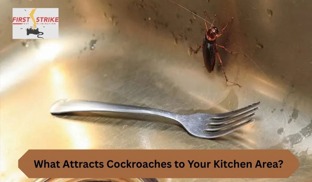 What Attracts Cockroaches to Your Kitchen Area?