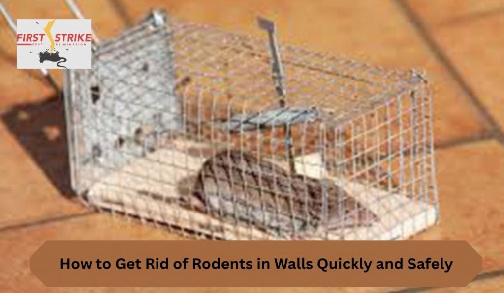 How to Get Rid of Rodents in Walls Quickly and Safely