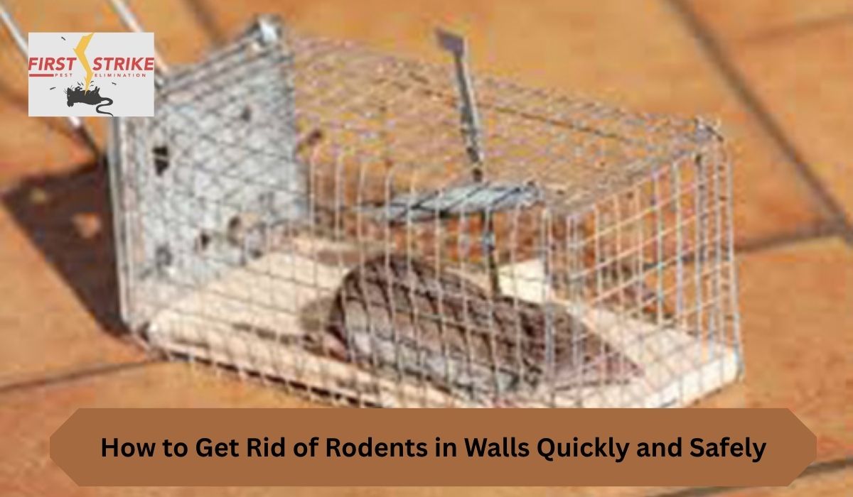 How to Get Rid of Rodents in Walls Quickly and Safely
