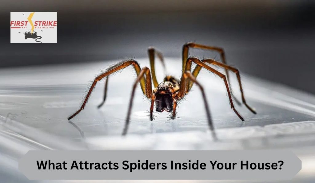 What Attracts Spiders Inside Your House?