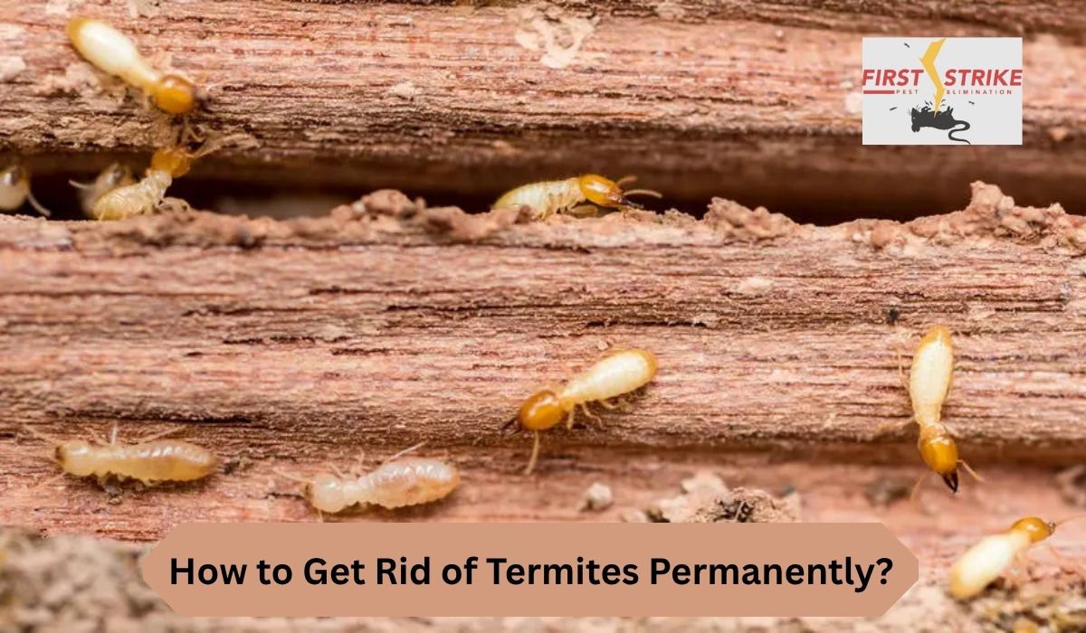 How to Get Rid of Termites Permanently?