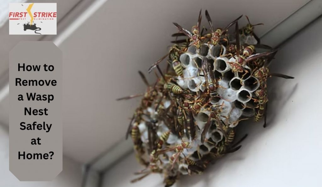 How to Remove a Wasp Nest Safely at Home?