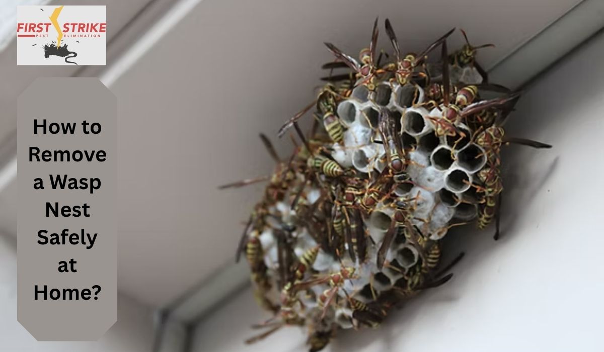 How to Remove a Wasp Nest Safely at Home?