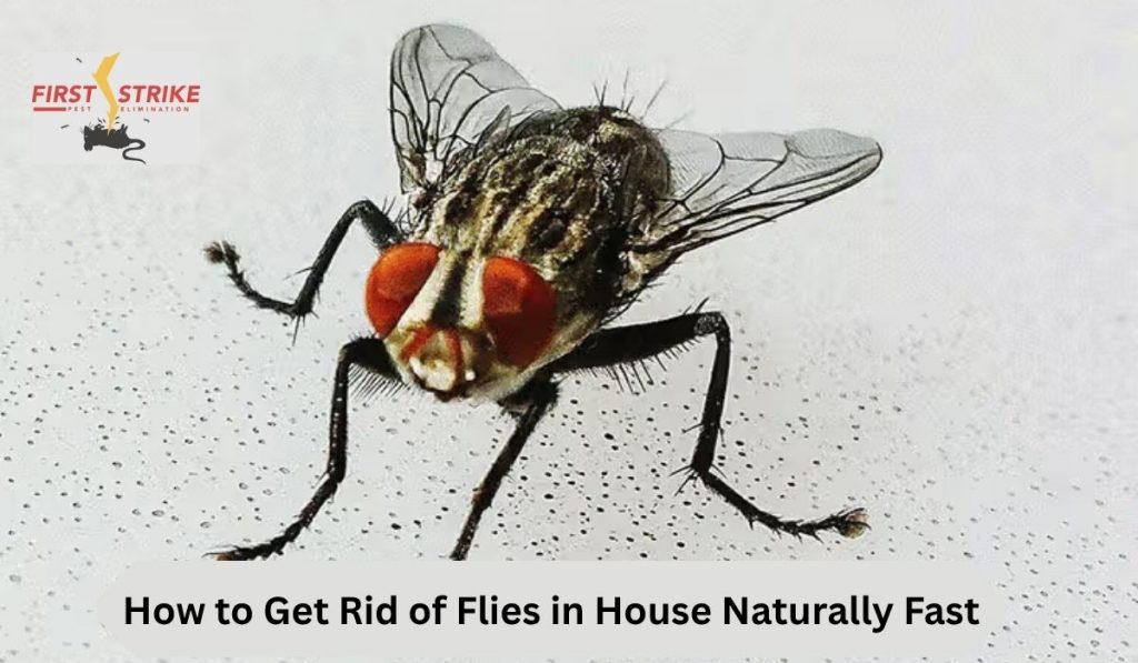 How to Get Rid of Flies in House Naturally Fast