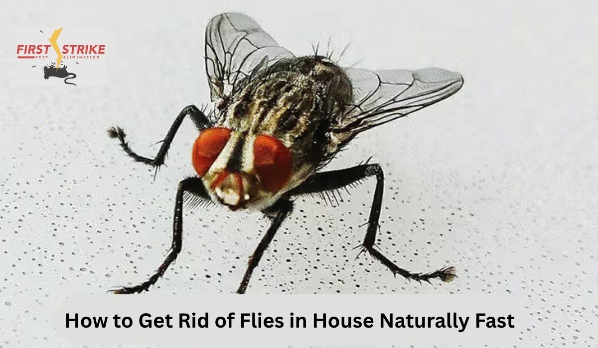 How to Get Rid of Flies in House Naturally Fast