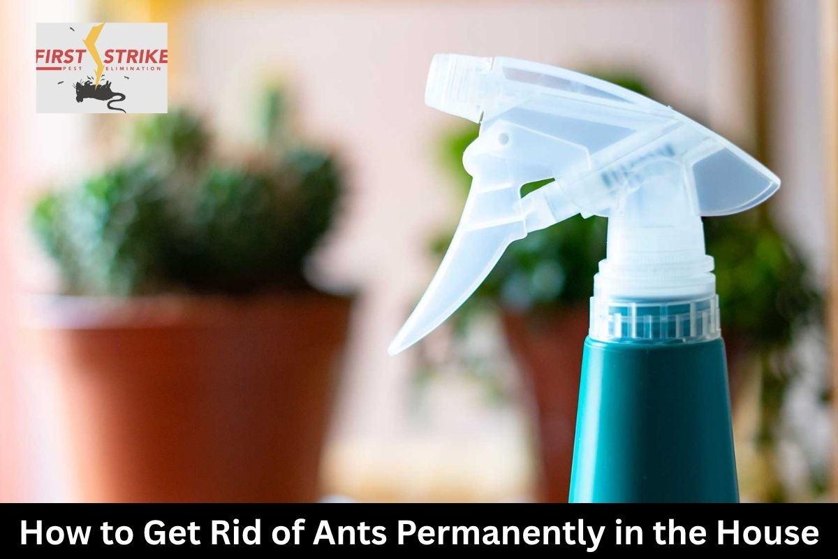 How to Get Rid of Ants Permanently in the House