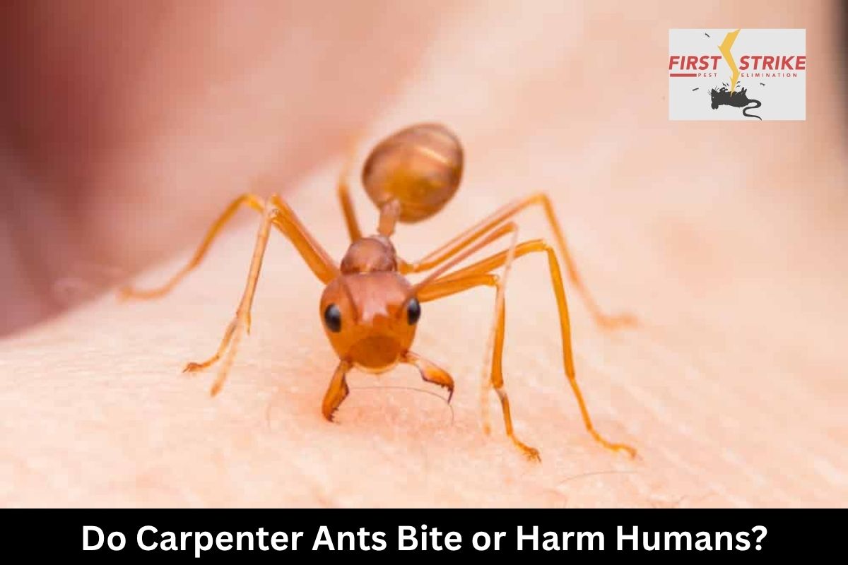 Do Carpenter Ants Bite or Harm Humans?