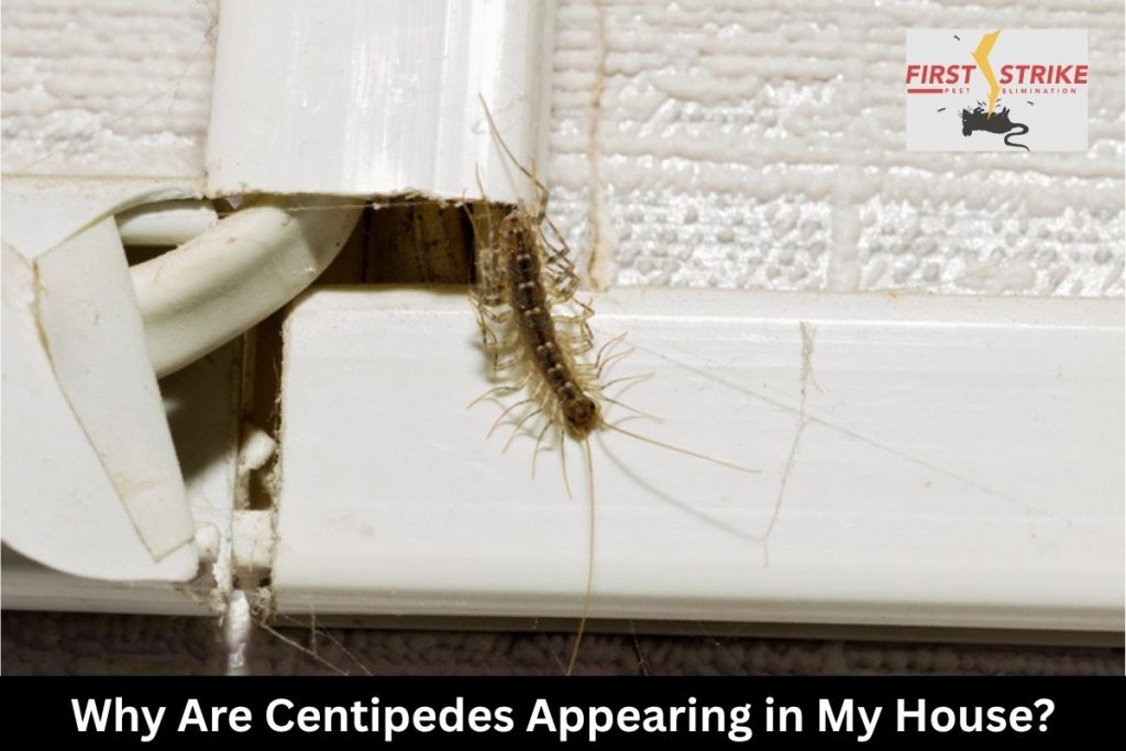 Why Are Centipedes Appearing in My House?