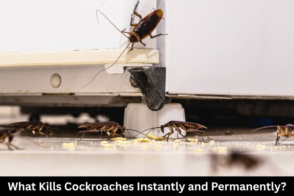 What Kills Cockroaches Instantly and Permanently?