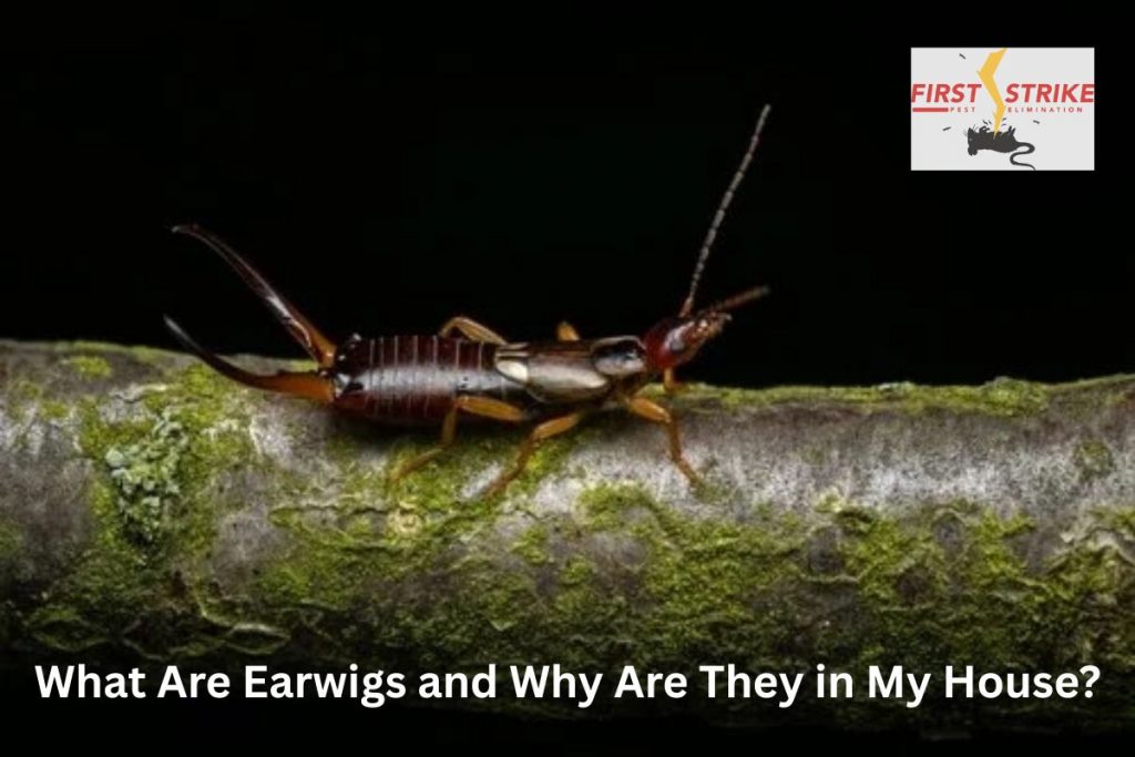 What Are Earwigs and Why Are They in My House?