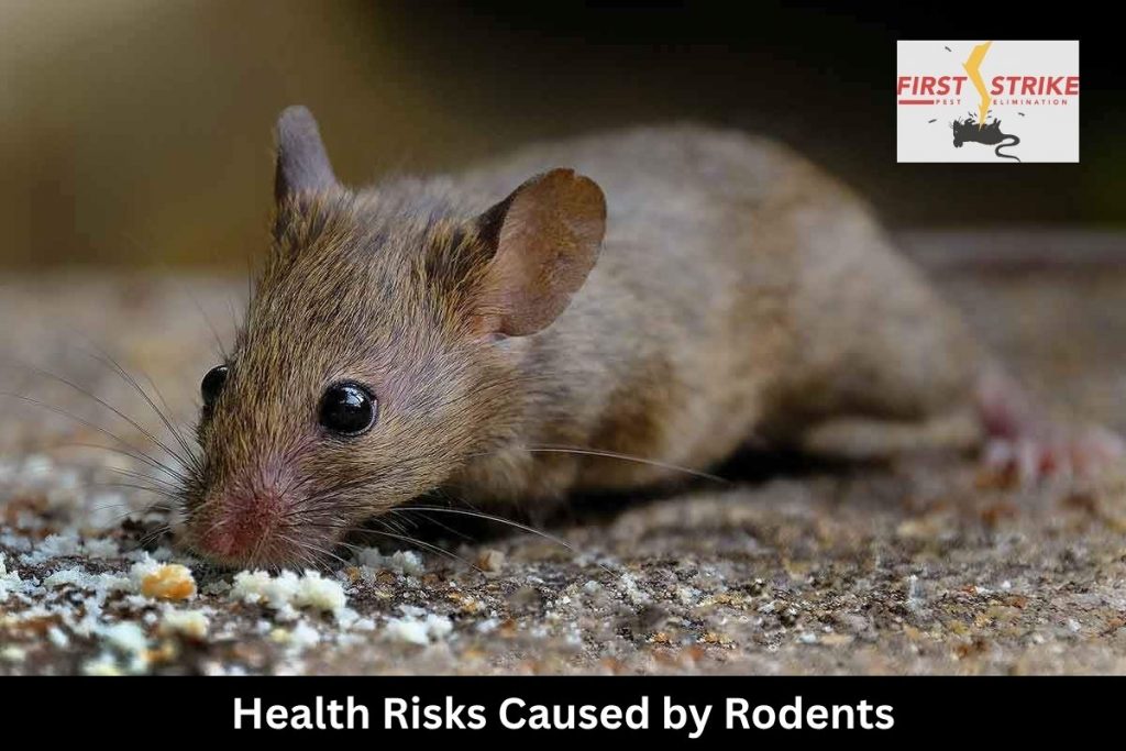 Health Risks Caused by Rodents