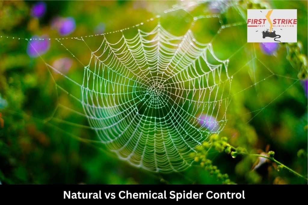 Natural vs Chemical Spider Control